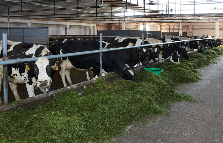 cows 3.jpg